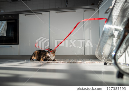 Overheated lazy cat lying on floor, escapes from heat with help of fan looking on red ribbon on wind 127385593