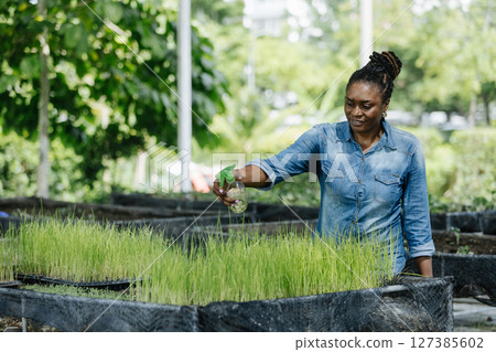 Black female african american work in nursery, carefully arranging young rice plants in trays. The sunlight filters through the trees, showcasing her dedication to farming. Black female african american work in nursery, carefully arranging young rice plants in trays. The sunlight filters through the trees, showcasing her dedication to farming. 127385602