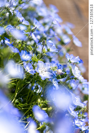 藍色粉蝶花 藍色粉蝶花 127385618