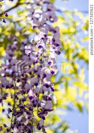 紫藤花發光在藍天 127385621