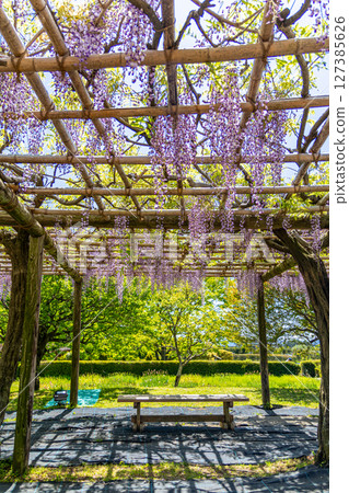 <戶川公園>盛開的美麗紫藤（神奈川縣秦野市） 127385626