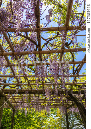 <Togawa Park> Beautiful wisteria flowers in full bloom (Hadano City, Kanagawa Prefecture) <Togawa Park> Beautiful wisteria flowers in full bloom (Hadano City, Kanagawa Prefecture) 127385628