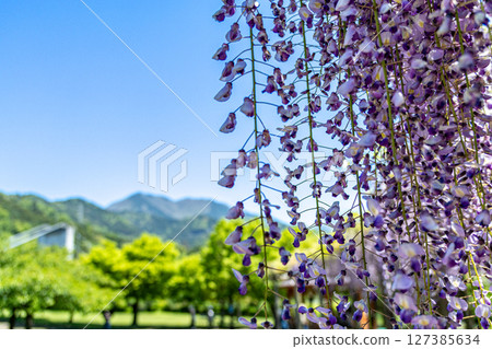 <Togawa Park> Beautiful wisteria flowers in full bloom (Hadano City, Kanagawa Prefecture) <Togawa Park> Beautiful wisteria flowers in full bloom (Hadano City, Kanagawa Prefecture) 127385634