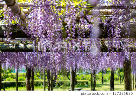 "Togawa Park" Landscape with wisteria flowers (Hadano City, Kanagawa Prefecture) 127385650