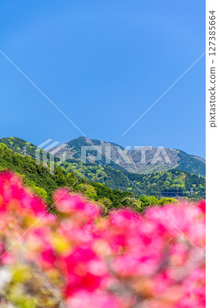 Southern mountains seen from a mountain covered with azaleas 127385664