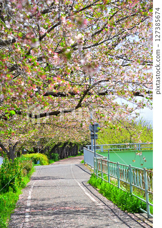 Aichi Prefecture: Cherry blossom trees along the Koran River in Nagoya Aichi Prefecture: Cherry blossom trees along the Koran River in Nagoya 127385674
