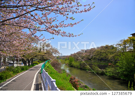 愛知縣：名古屋科蘭川沿岸的櫻花樹 127385679