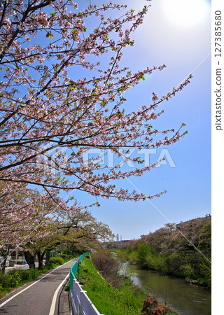 愛知縣：名古屋科蘭川沿岸的櫻花樹 127385680
