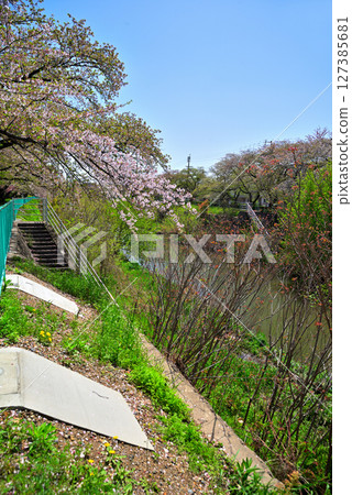 愛知縣：名古屋科蘭川沿岸的櫻花樹 127385681