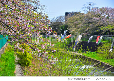 Aichi Prefecture: Cherry blossom trees and carp streamers along the Koran River in Nagoya City Aichi Prefecture: Cherry blossom trees and carp streamers along the Koran River in Nagoya City 127385700