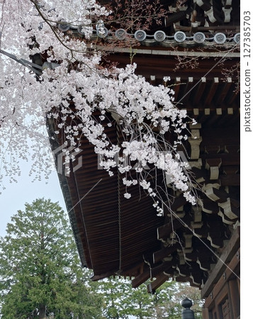 Weeping cherry tree in front of the pagoda Weeping cherry tree in front of the pagoda 127385703