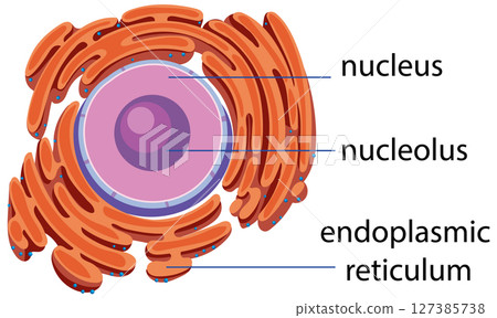 Detailed Plant Cell Structure Vector Illustration Detailed Plant Cell Structure Vector Illustration 127385738
