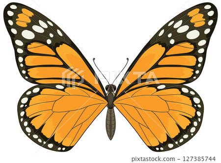 Detailed Monarch Butterfly Vector Illustration 127385744