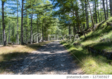 Larch forest on Kawakami Makioka Forest Road - Minamisaku District, Nagano Prefecture, Japan Larch forest on Kawakami Makioka Forest Road - Minamisaku District, Nagano Prefecture, Japan 127385927