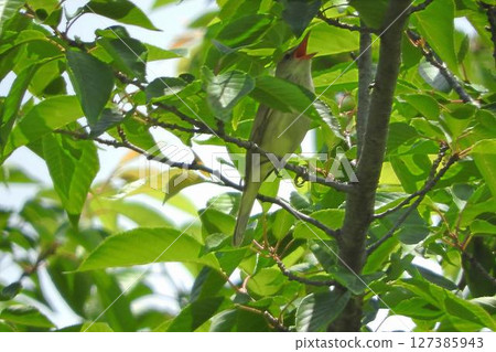 在樹蔭下高聲唱歌。 127385943