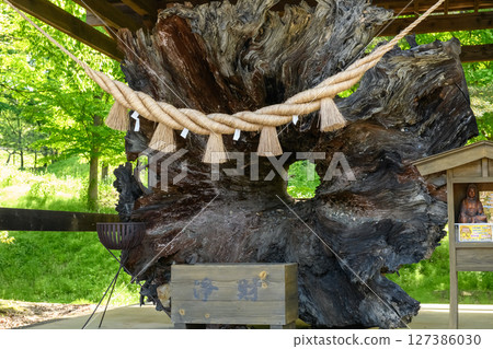 Enmei Sen Nen Cedar, Esashi Fujiwara no Sato, Iwate Prefecture Enmei Sen Nen Cedar, Esashi Fujiwara no Sato, Iwate Prefecture 127386030