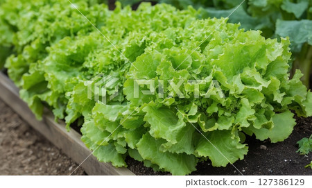 Green lettuce growing in an organized garden bed 127386129