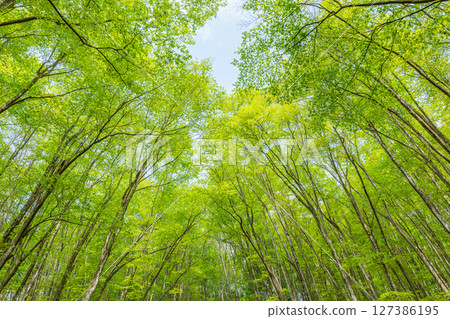 A beautiful beech forest with blue skies and fresh greenery (forest image) A beautiful beech forest with blue skies and fresh greenery (forest image) 127386195