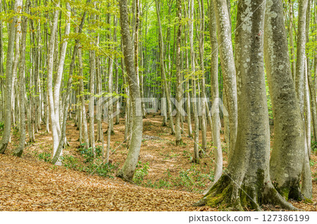 Beautiful beech forest with fresh green leaves (forest image) Beautiful beech forest with fresh green leaves (forest image) 127386199
