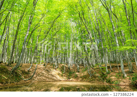 美麗的山毛櫸森林，有新鮮的綠葉（森林圖像） 127386224