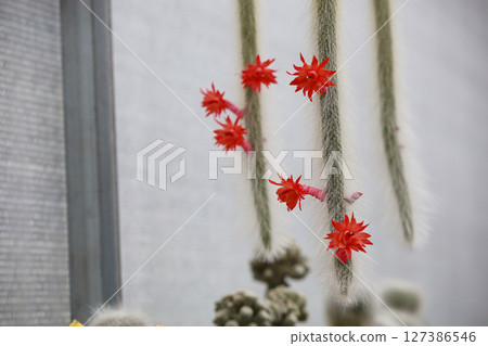 monkey tail cactus flower (Hildewintera colademononis) monkey tail cactus flower (Hildewintera colademononis) 127386546