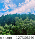Dark green, fresh green trees, vibrant clouds and blue skies 127386840