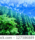 Fresh green trees and a vivid blue sky 127386889