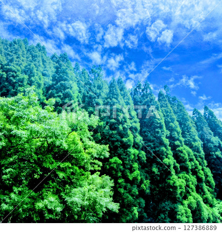Fresh green trees and a vivid blue sky Fresh green trees and a vivid blue sky 127386889