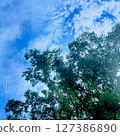Clear blue sky and dark green fresh green trees 127386890