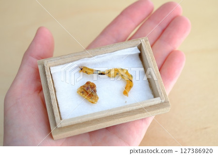 Aged umbilical cord 127386920