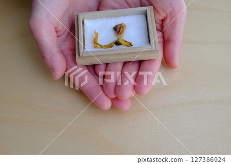 Aged umbilical cord 127386924