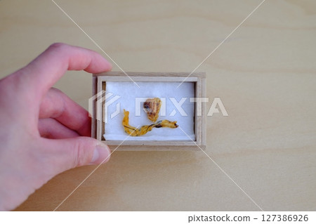 Aged umbilical cord Aged umbilical cord 127386926