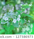 White and light blue hydrangea landscape 127386973