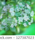 Fluffy white and light blue hydrangea 127387023