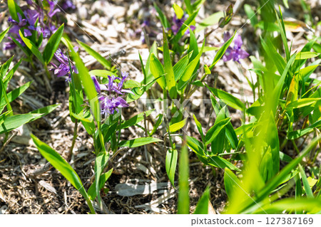 Flowers (polygala) blooming on the plateau shining in the beautiful rays of nature, around Milk Road, Aso City 127387169