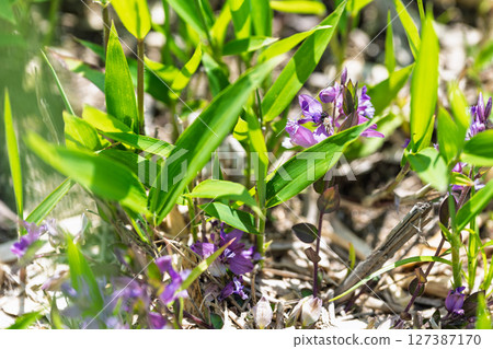 Flowers (polygala) blooming on the plateau shining in the beautiful rays of nature, around Milk Road, Aso City Flowers (polygala) blooming on the plateau shining in the beautiful rays of nature, around Milk Road, Aso City 127387170