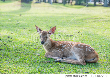 奈良公園的小鹿 127387292