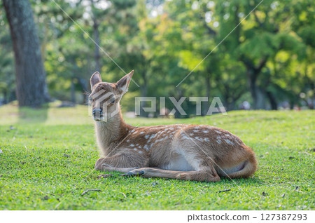 奈良公園的小鹿 127387293