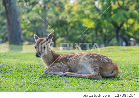 奈良公園的小鹿 奈良公園的小鹿 127387294