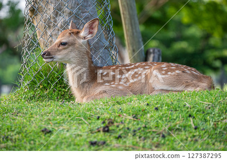 奈良公園的小鹿 奈良公園的小鹿 127387295