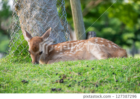 奈良公園的小鹿 127387296