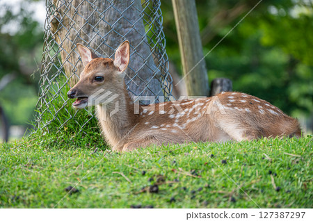A fawn in Nara Park 127387297