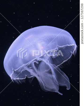 Close-up of a jellyfish swimming gracefully in the water 127387298