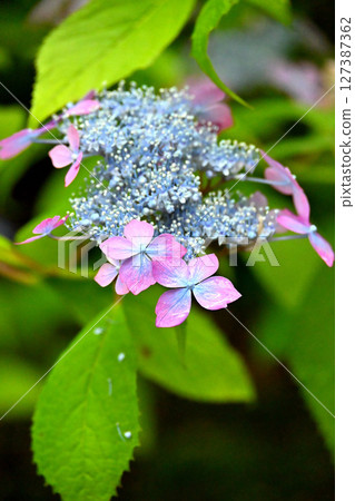 Mountain hydrangea rainbow Mountain hydrangea rainbow 127387362