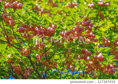 Bell-shaped Enkianthus campanulatus (inside Mount Gozaisho Park) 127387458