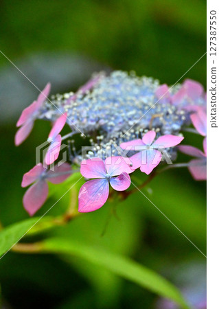 山繡球彩虹 127387550