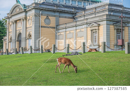 A deer eating grass in front of the Nara National Museum A deer eating grass in front of the Nara National Museum 127387585