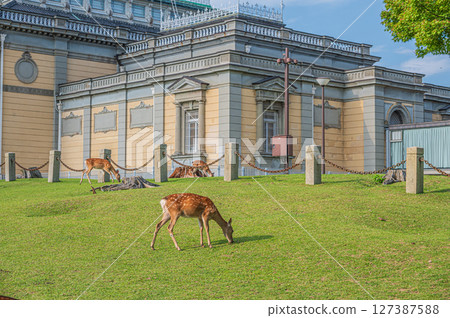 A deer eating grass in front of the Nara National Museum 127387588