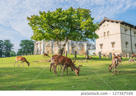 奈良國立博物館前吃草的鹿群 奈良國立博物館前吃草的鹿群 127387589