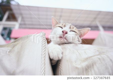 Lazy cat lying leisurely close-up Lazy cat lying leisurely close-up 127387685